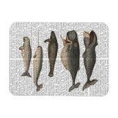 Vijf  walvissen magneet (Horizontaal)