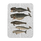 Vijf  walvissen magneet (Verticaal)