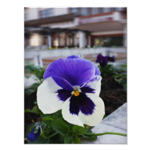 Vijfbladig viooltje op het trottoir foto afdruk