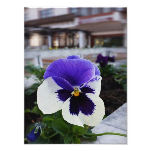 Vijfbladig viooltje op het trottoir foto afdruk (Voorkant)