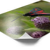 Vijfhoekige Burnet Moth Foto Afdruk (Hoek)