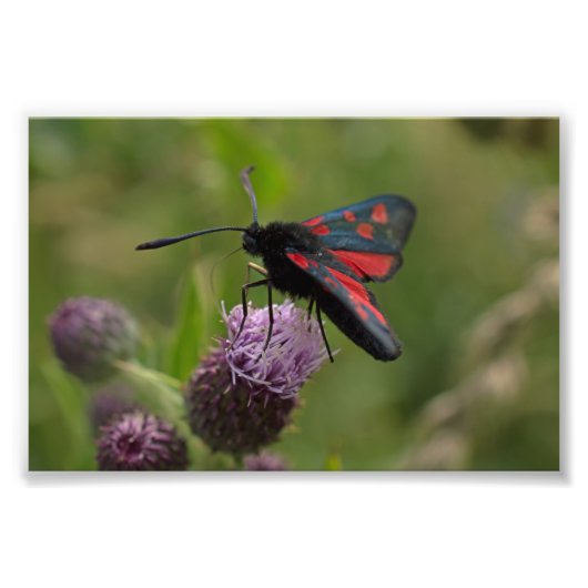 Vijfhoekige Burnet Moth Foto Afdruk (Voorkant)
