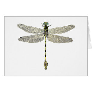 vijfpuntige liftdragonfly