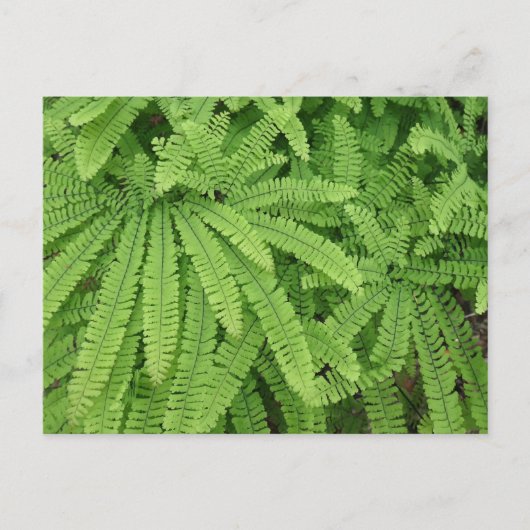 Vijfvingerige venushaar briefkaart (Voorkant)