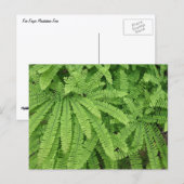 Vijfvingerige venushaar briefkaart (Voorkant / Achterkant)