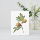 vijg (Ficus violacea) van Redouté Briefkaart (Staand voorkant)