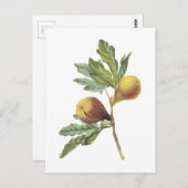 vijg (Ficus violacea) van Redouté Briefkaart (Voorkant / Achterkant)