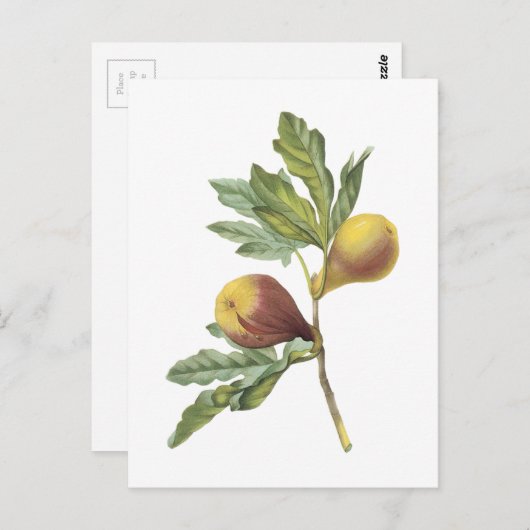 vijg (Ficus violacea) van Redouté Briefkaart (Voorkant / Achterkant)