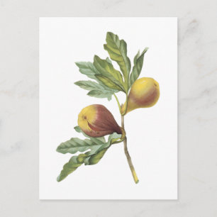 vijg (Ficus violacea) van Redouté Briefkaart