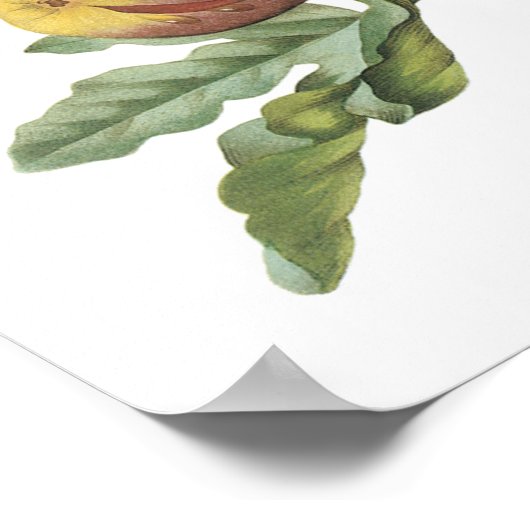 vijg (Ficus violacea) van Redouté Poster (Hoek)