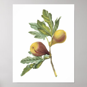 vijg (Ficus violacea) van Redouté Poster