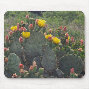 Vijgcactus Muismat