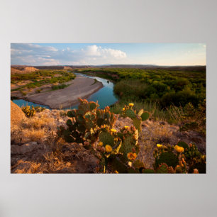 Vijgcactus (Opuntia Sp.) Poster