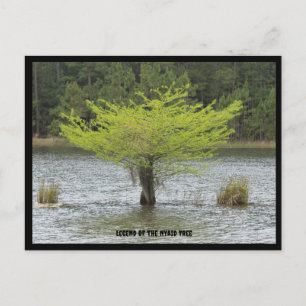 Vijver Cypress Legend Briefkaart