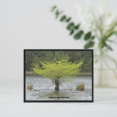 Vijver Cypress Legend Briefkaart (Staand voorkant)