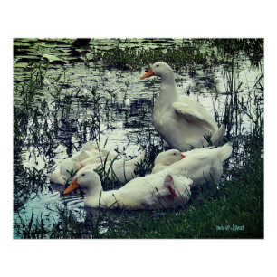 Vijver Eenden Dieren Perfect Poster