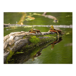 Vijver Lounging Turtles Foto Afdruk