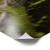 Vijver Lounging Turtles Foto Afdruk (Hoek)