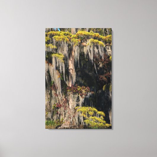 Vijvercipres in overstroomd moeras canvas afdruk (Voorkant)