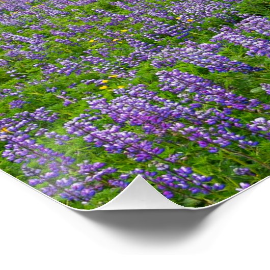 VIK, IJSLAND POSTER (Hoek)