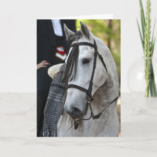 Vikingo Andalusische Hengst wenskaart blanco Kaart