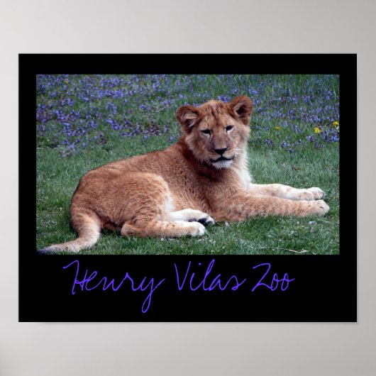 Vilas Zoo Cub Poster (Voorkant)