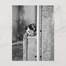 Village Cat Briefkaart