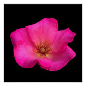 Viltpen Roos Perfect Poster (Voorkant)