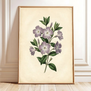 Vinca botanische canvasprint poster