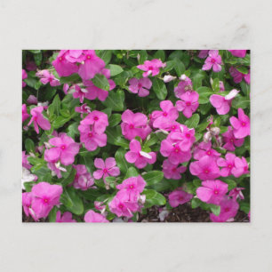 Vinca Titan Flowered Briefkaart