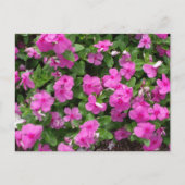 Vinca Titan Flowered Briefkaart (Voorkant)