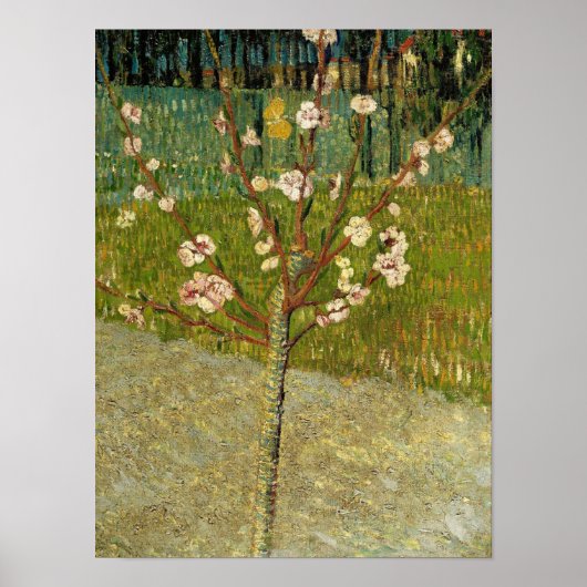 Vincent van Gogh - Bloeiende amandelboom Poster (Voorkant)