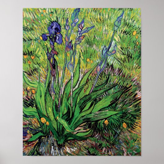 Vincent Van Gogh - De Iris Natuurliefhebber Kunsts Poster (Voorkant)