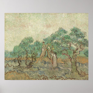 Vincent Van Gogh  De olijventeelt Poster