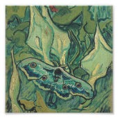 Vincent Van Gogh - Great Peacock Moth Foto Afdruk (Voorkant)