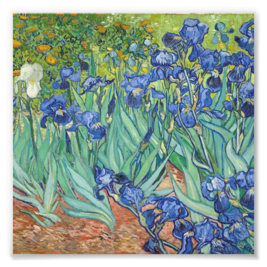 Vincent Van Gogh - Irises 1889 Foto Afdruk (Voorkant)