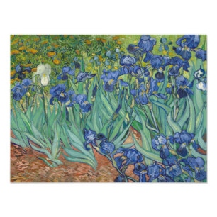 Vincent van Gogh - Irises Foto Afdruk