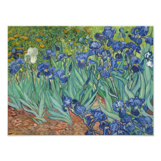 Vincent van Gogh - Irises Foto Afdruk (Voorkant)