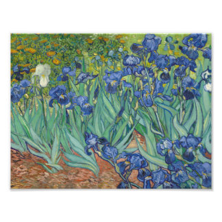 Vincent van Gogh - Irises Foto Afdruk