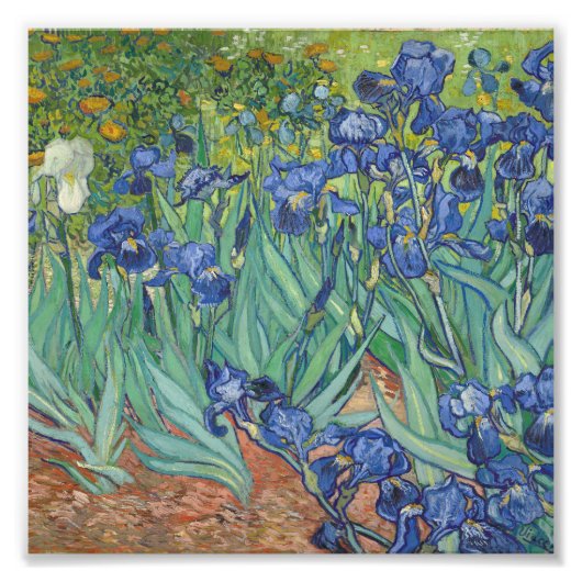 Vincent Van Gogh - Irises Foto Afdruk (Voorkant)