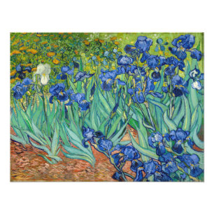 Vincent Van Gogh - Irises Foto Afdruk