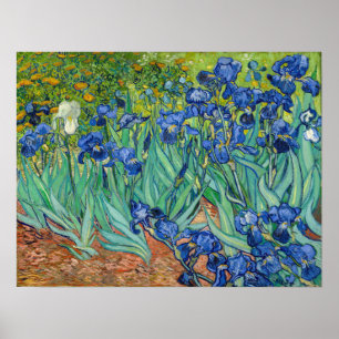 Vincent Van Gogh - Irises Poster