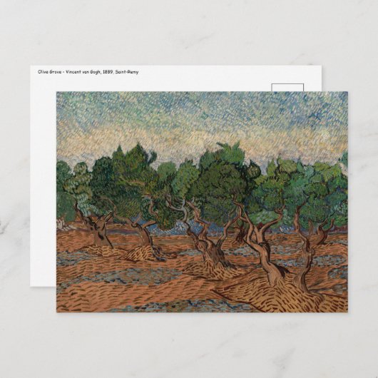 Vincent van Gogh - Olive Grove Briefkaart (Voorkant / Achterkant)