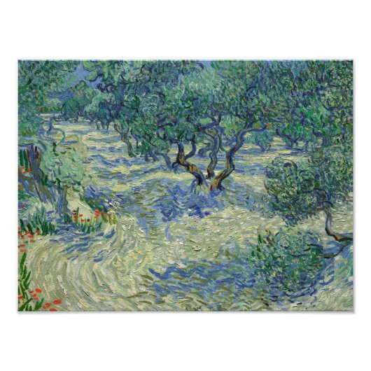 Vincent van Gogh - Olive Orchard Foto Afdruk (Voorkant)