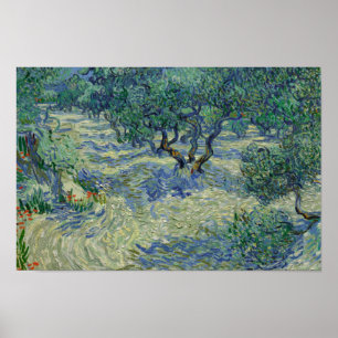 Vincent van Gogh - Olive Orchard Poster