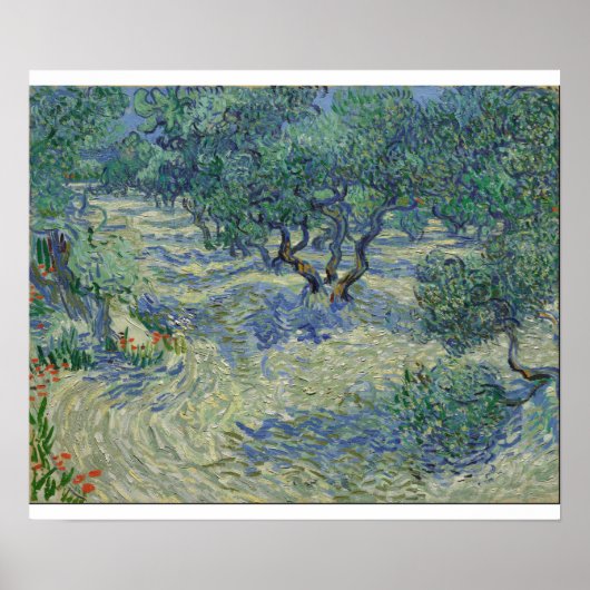 Vincent Van Gogh - Olive Orchard Poster (Voorkant)