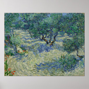 Vincent van Gogh - Olive Orchard Poster