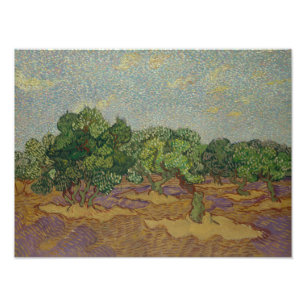 Vincent van Gogh - Olive Trees Foto Afdruk