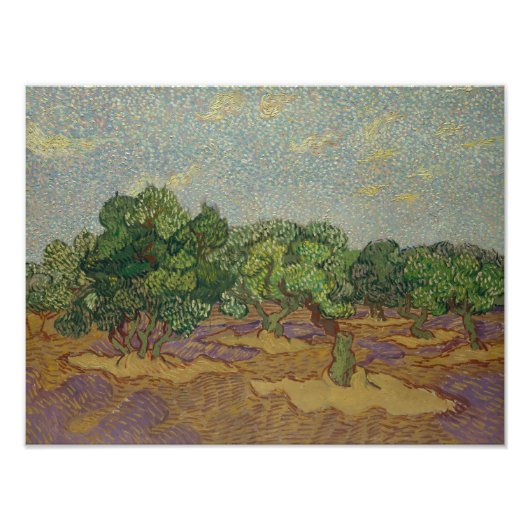 Vincent van Gogh - Olive Trees Foto Afdruk (Voorkant)