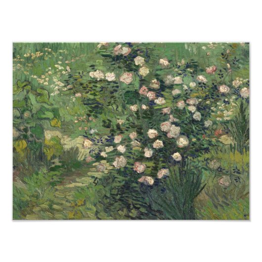 Vincent van Gogh - Rozen Foto Afdruk (Voorkant)